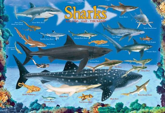 Sharks 100 Pieces Eurographics Kids 5+