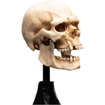 Lotr Trilogy - Skull Of A Mordor Orc Miniature