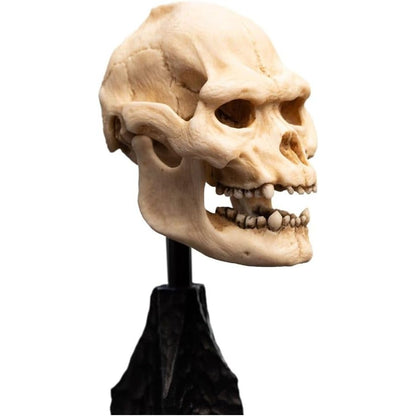Lotr - Skull Of Lurtz Polystone Statue