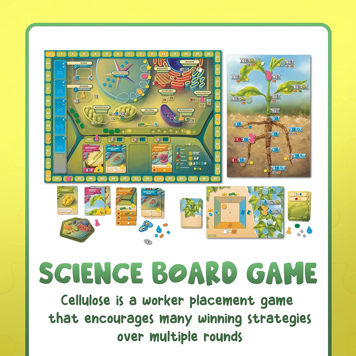 Cellulose: A Plant Cell Biology Game