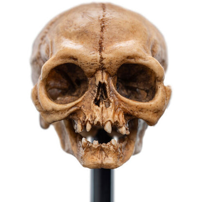 Lotr - Skull Of Gollum Polystone Statue