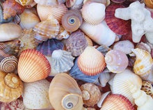 All the Shells 1000-Piece Jigsaw Puzzle